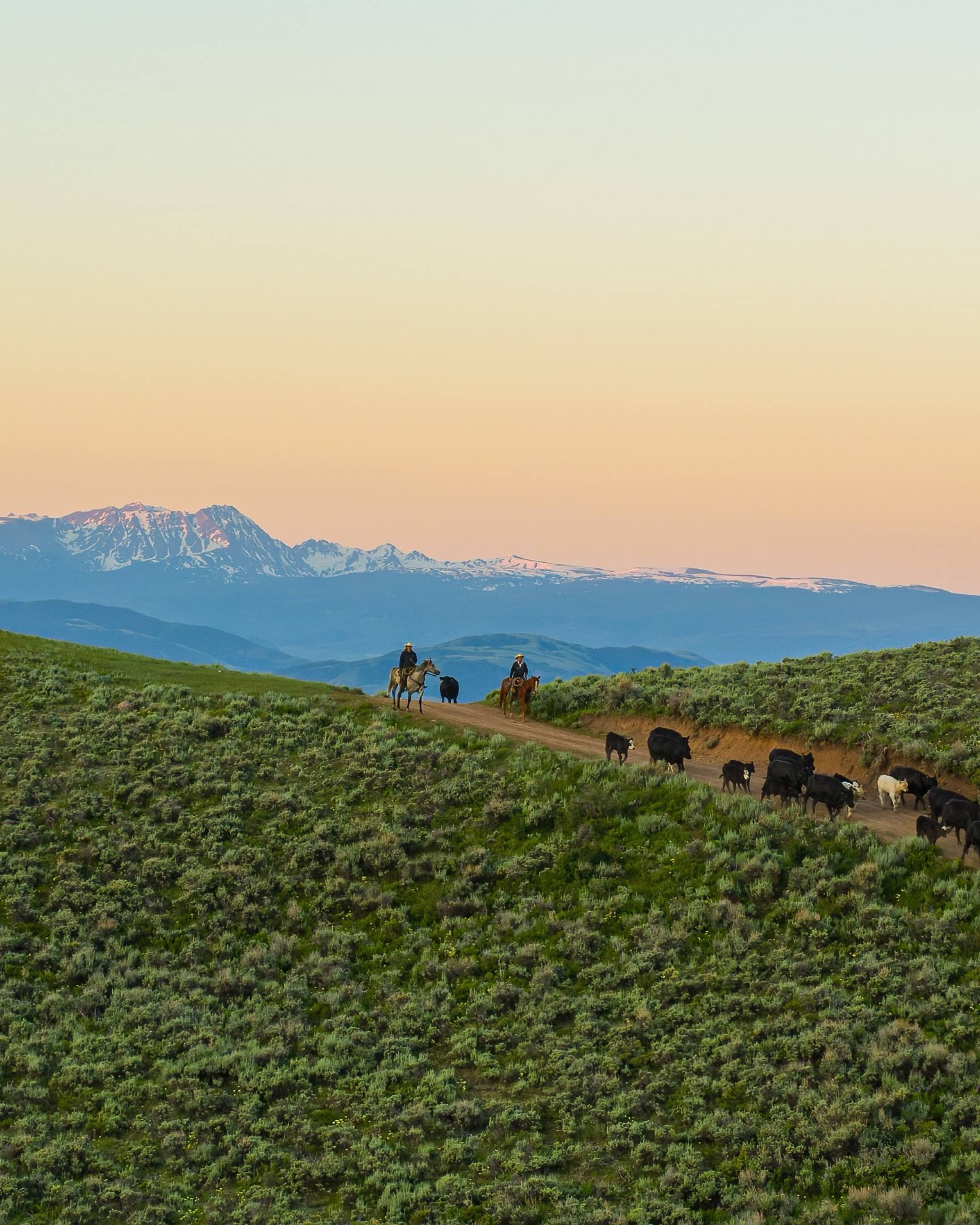 Photograph of two riders moving cattle along a high ridgeline trail at dusk with distant snow peaks